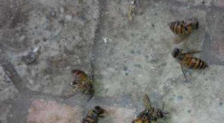蜜蜂病虫害预防与治疗技术 蜜蜂病的防治