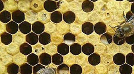 阿莫西林治疗中蜂烂子病有效吗（蜜蜂喂阿莫西林）