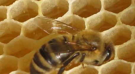 蜜蜂大肚病用什么药效果最好 蜜蜂大肚子病用哪种西药可治