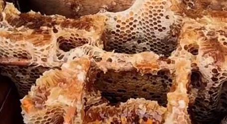 格子箱养蜂如何换蜂王 土养蜂怎样换蜂箱