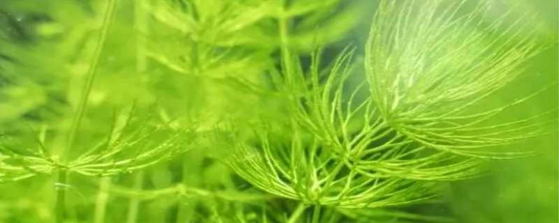 金鱼藻是藻类植物吗（金鱼藻是藻类植物吗还是种子植物）