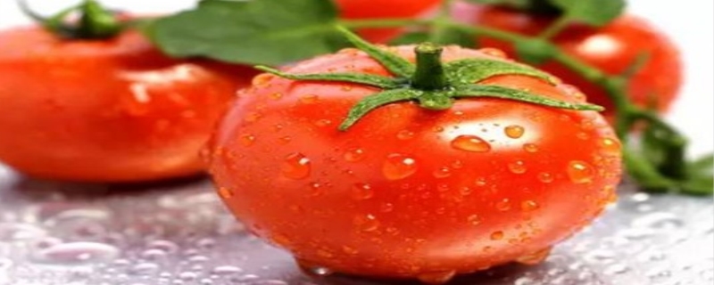 西红柿是凉性还是热性的 圣女果是凉性还是热性的