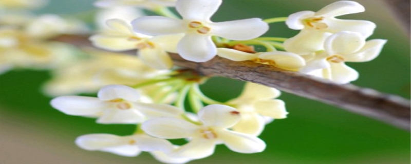 桂花开花季节（桂花开花季节是秋季吗）