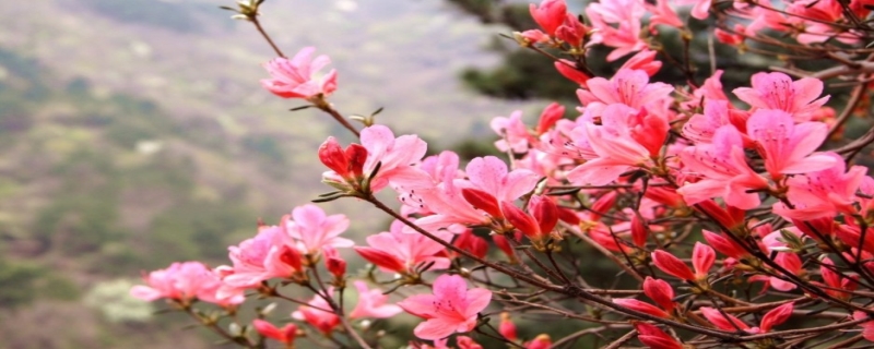 杜鹃花的花期有多长时间（杜鹃花花期多少天）