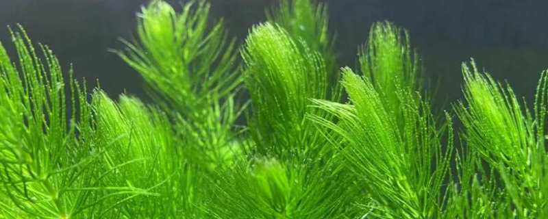 金鱼藻怎么种植（金鱼藻定植）