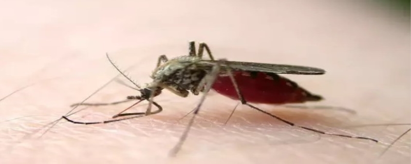 蚊子能活多久（蚊子能活多久?）