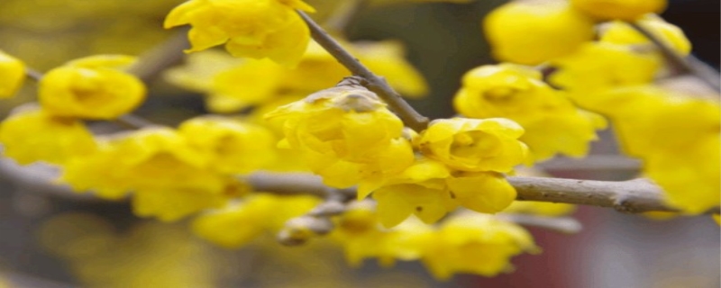 腊梅花什么时候开花 腊梅花什么时候开花的