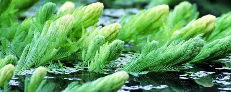 金鱼藻可以净化水质吗 金鱼藻 净水