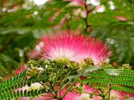 芙蓉树 芙蓉树花图片