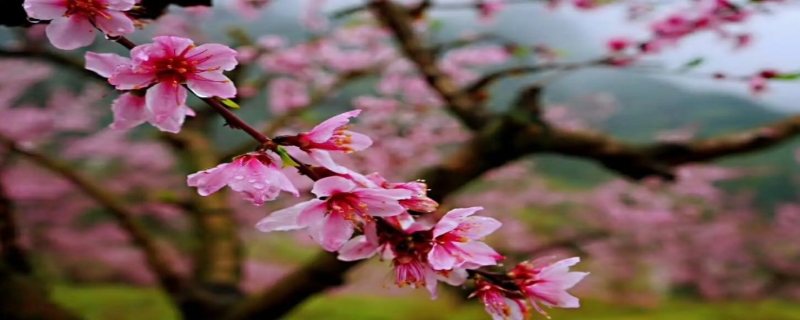 桃花枝水培怎么养，桃花什么时候开 桃花枝放水里能开花吗