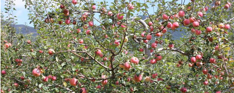 苹果树光长条不开花怎么办 苹果树不会开花怎么办
