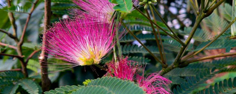 榕花树是合欢树吗 榕花树和合欢树