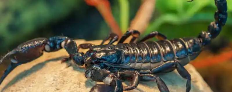 蝎子吃什么东西 蝎子吃什么东西作为食物