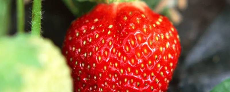草莓怎么形容（草莓怎么形容颜色和味道）