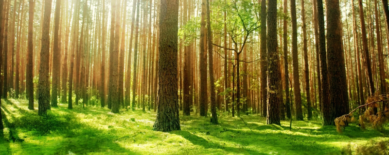 植树造林对保护环境的作用有哪些（植树造林对保护环境的作用有什么）