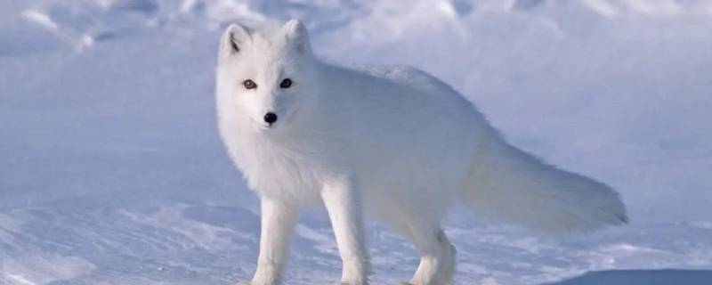 白狐属于国家几级保护动物（白狐是保护的动物吗）