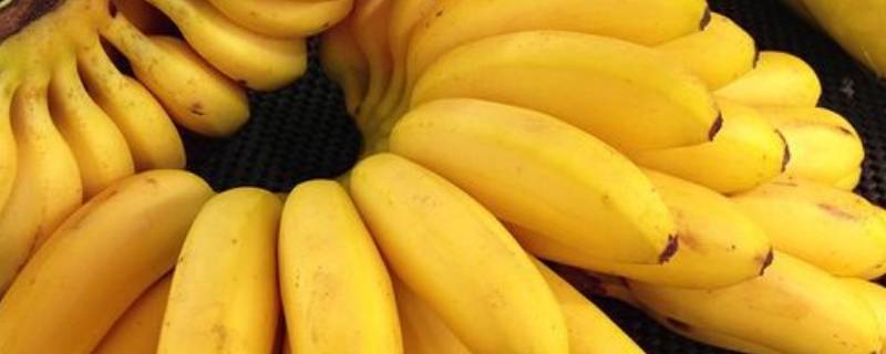 米蕉里面黑色硬硬一粒是什么 香蕉里黑黑的一粒粒的是什么