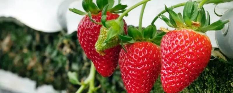 草莓是虫子变的吗 草莓里的虫子长什么样
