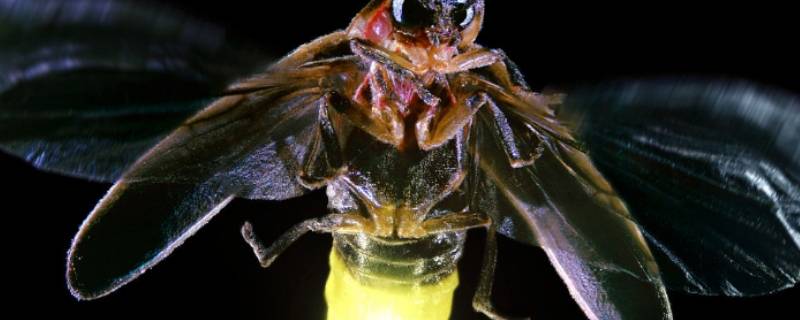 萤火虫依靠发光细胞中的什么来发光 萤火虫依靠发光细胞中的什么来发光什么反应