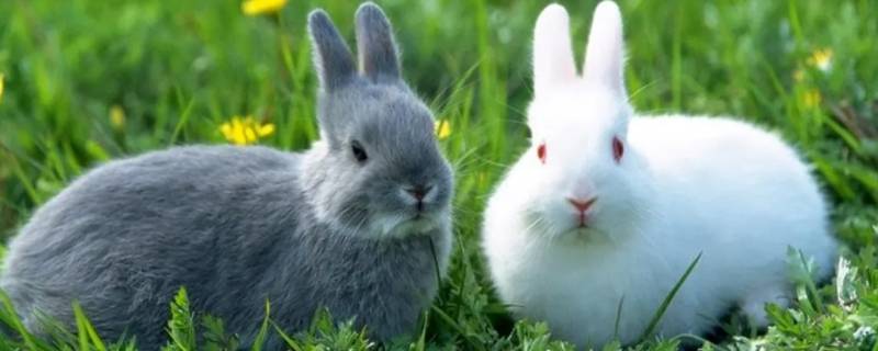 小兔子的绝招是什么（兔子的绝招是什么?）