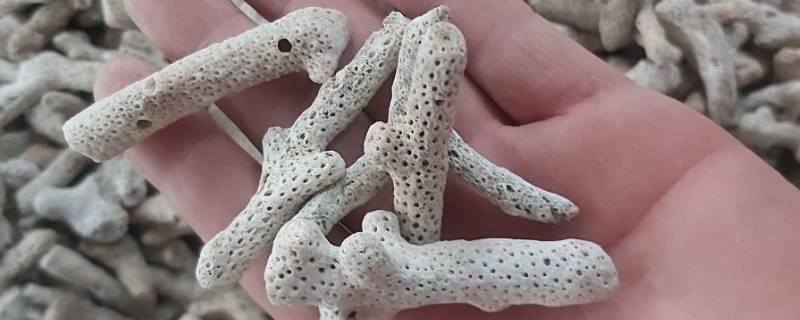 珊瑚骨是什么东西 珊瑚骨是什么东西形成的
