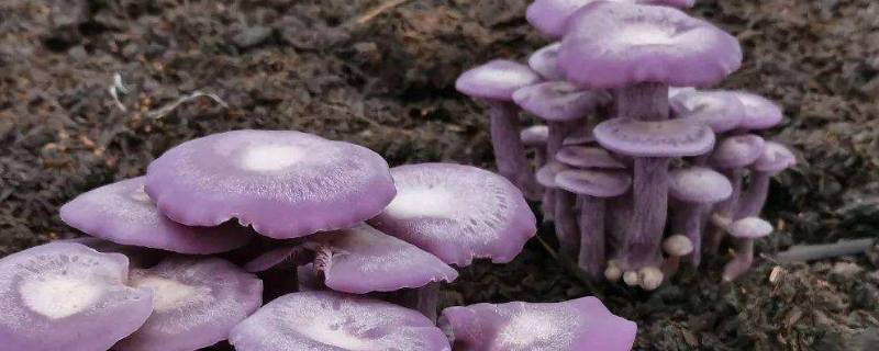 紫丁香蘑和花脸香蘑的区别（花脸香蘑的栽培方式有）