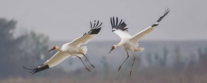白鹤体长多长 白鹤的身体长多少