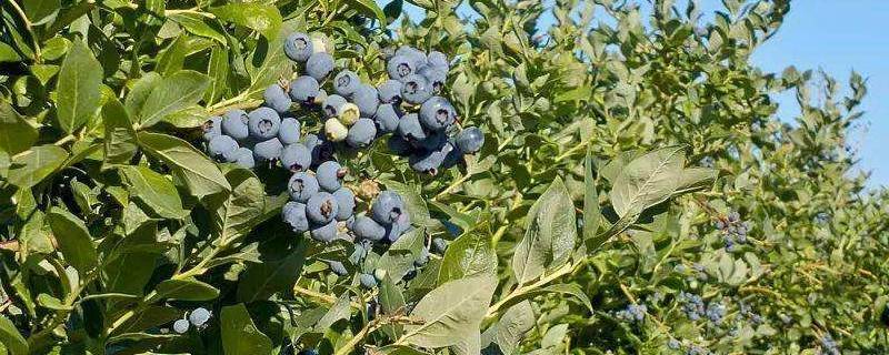 蓝莓树是什么样的（蓝莓树是什么样的几年才结果）