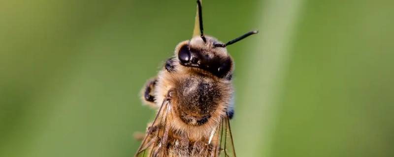 蜂王死了蜜蜂会马上飞走吗 蜜蜂蜂王死了其他蜜蜂都会死吗