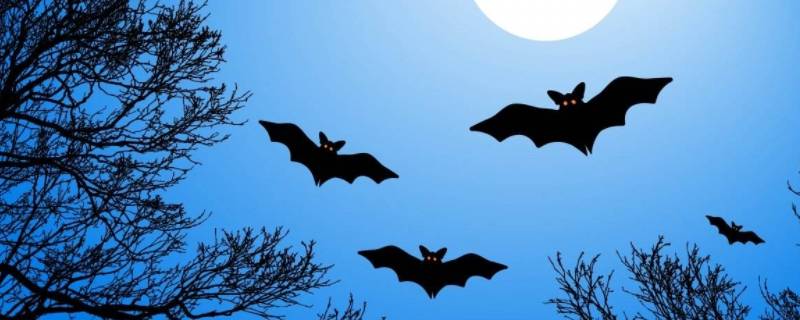 蝙蝠在夜里是怎样飞行（蝙蝠在夜里是怎样飞行的一句话）
