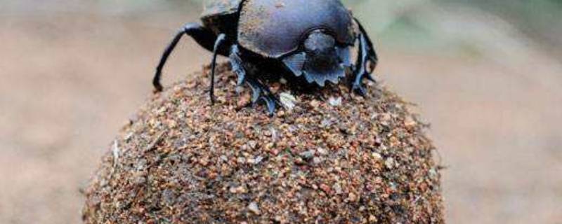昆虫记中称食粪虫为什么 昆虫记里称食粪虫为什么