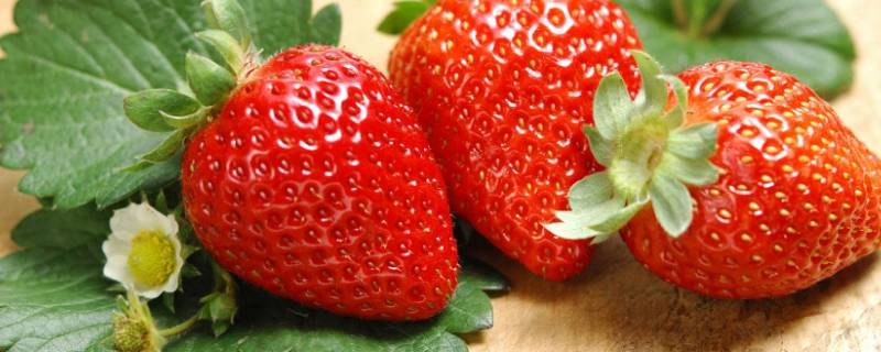 草莓是什么味道 草莓是什么味道和气味
