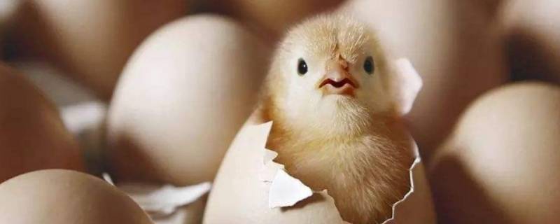 二十几度鸡蛋常温能放多久 鸡蛋在二十五度温度可以存放多久?