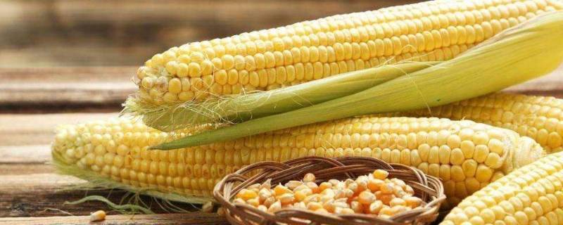 玉米为什么叫玉蜀黍 黍是不是玉米