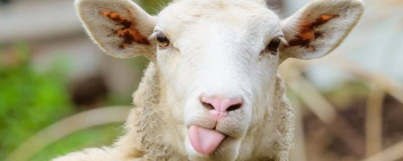 羊头怎样处理才干净 羊头怎么去皮处理干净