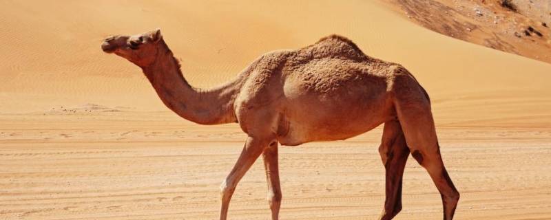 骆驼有几种 骆驼有几种颜色