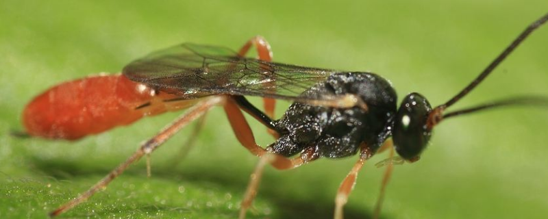 舍腰蜂的特点 舍腰蜂的特点和生活特征