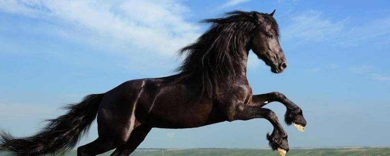 马是什么 马是什么科动物