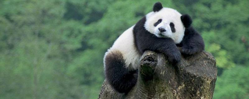熊猫要冬眠吗（熊猫需要冬眠吗为什么）