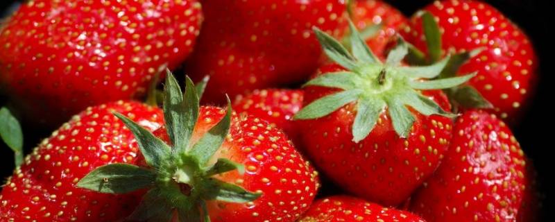 多倍体草莓的原理是什么 多倍体草莓特点