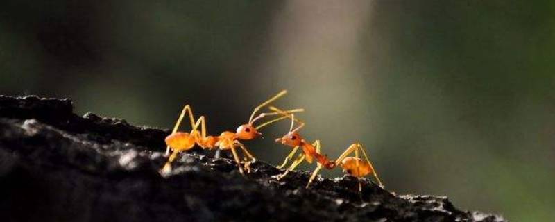 蚂蚁搬家的过程 蚂蚁搬家的过程50字