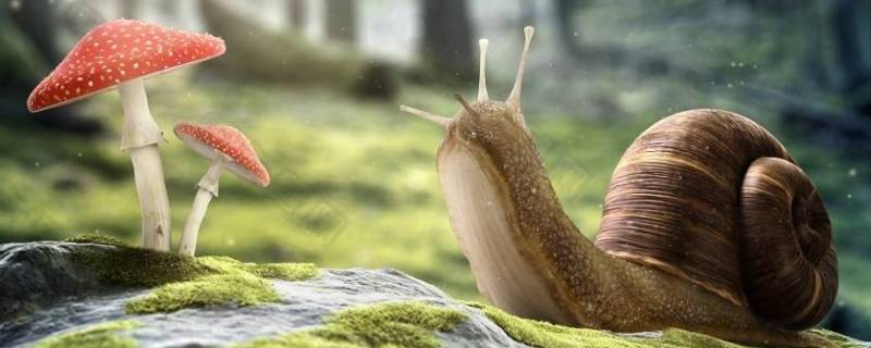 小蜗牛为什么不用避雨 小蜗牛为什么不用避雨一年级