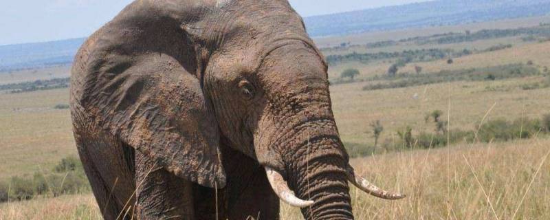 公象大还是母象大 公象和母象哪个更大