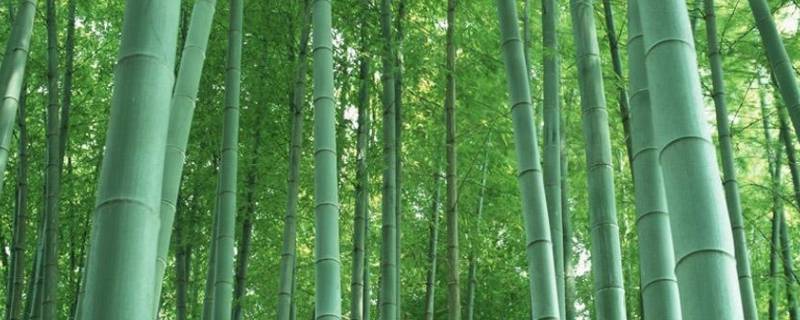 古时对竹子的雅称 竹子的别称和雅称