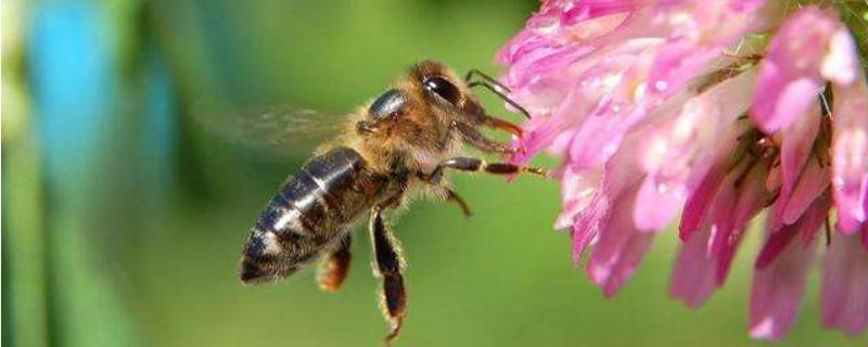 蜜蜂是什么目（蜜蜂是什么目的昆虫）
