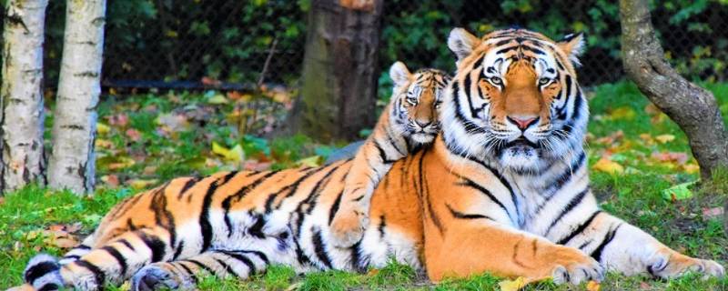 虎种类 中国有几种老虎种类