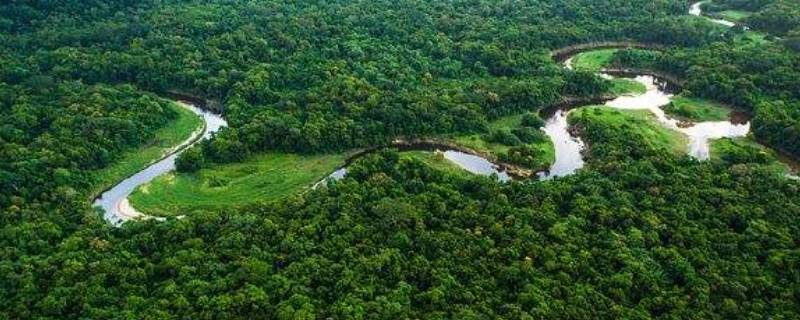 亚马逊雨林被誉为什么 亚马逊雨林为什么重要