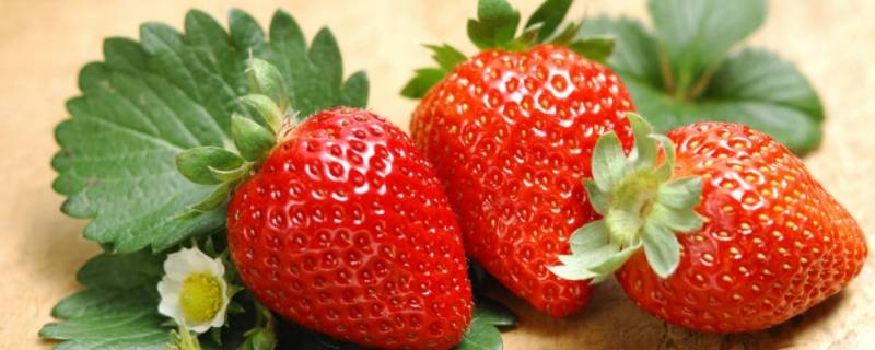 草莓上的小麻点是什么 草莓上的小麻点是什么器官