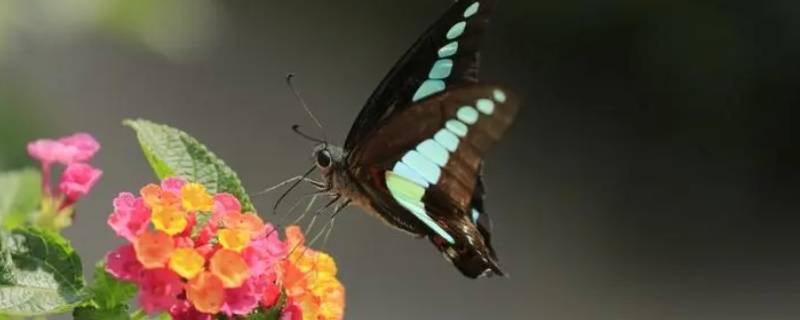 蛾子和蝴蝶哪个身体纤细 蝴蝶跟蛾子区别外形