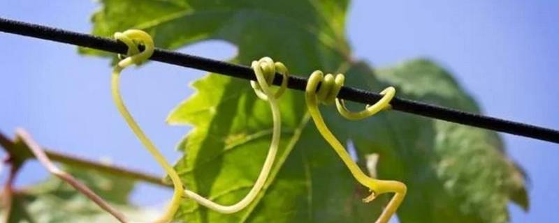 葡萄会爬架是因为葡萄枝上有什么 葡萄会爬架子是因为葡萄有什么